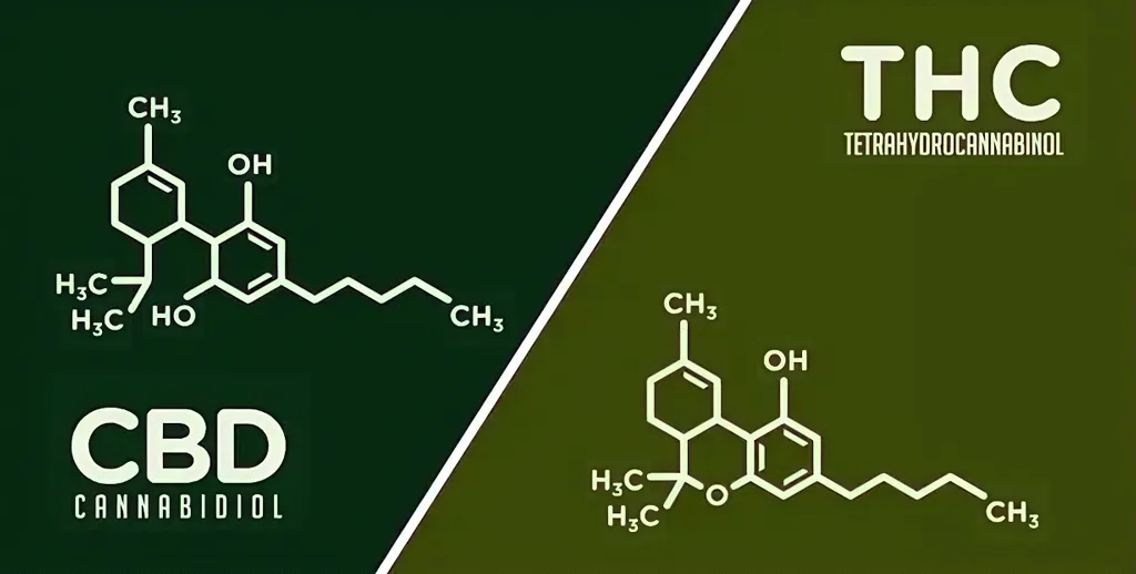 THC-infused vs CBD-infused THC-infused vs CBD-infused