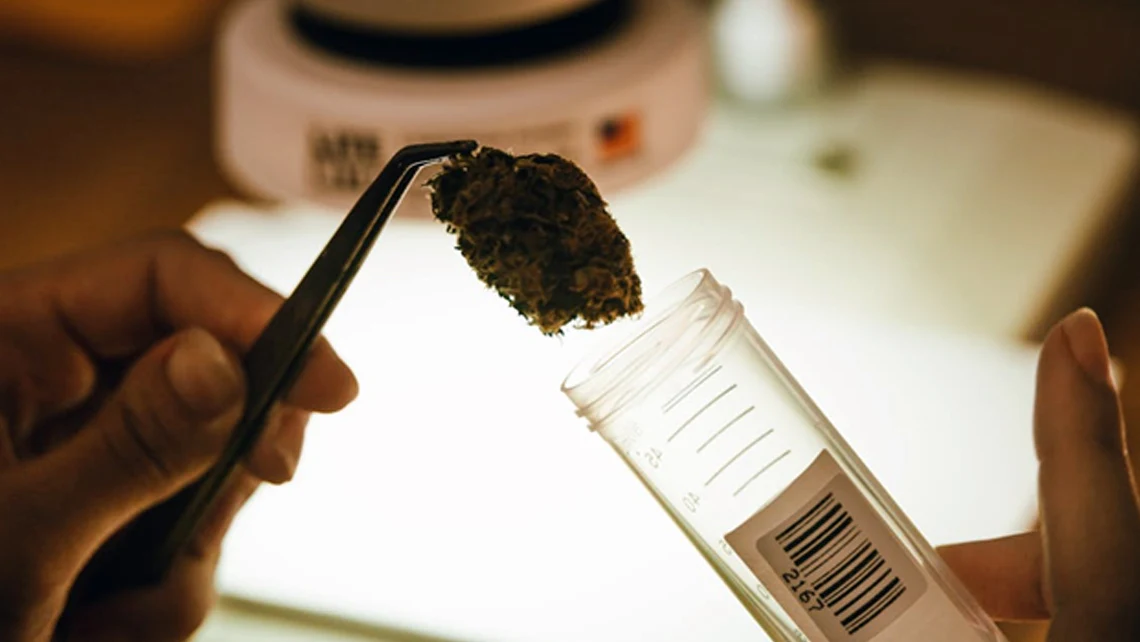 Placing a cannabis hash in a test tube using pincers