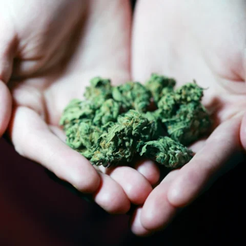 Hands holding cannabis kush as a representation of THC types